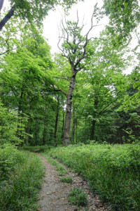 web_Wald
